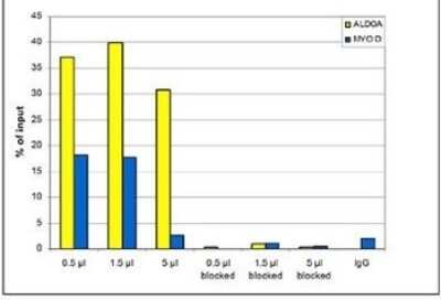 Chromatin Immunoprecipitation: Histone H4 [ac Lys8] Antibody [NBP2-59248] - ChIP results obtained with the crude serum directed against H4K8ac. Histone extracts of HeLa cells (15 ug) were analysed by Western blot using the antibody against H4K8ac diluted 1:250 in TBS-Tween containing 5% skimmed milk. The position of the protein of interest is indicated on the left; the marker (kDa) is shown on the right. Lane 2 shows the result of the Western analysis with the antibody; lane 1 shows the same analysis after incubation of the antibody with 750 pmol blocking peptide for 1 hour at room temperature.